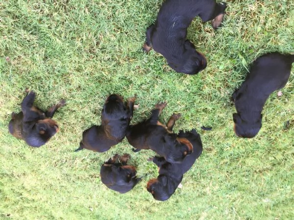 cuccioli di setter gordon | Foto 2