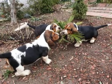 meravigliosi cuccioli di bassethound