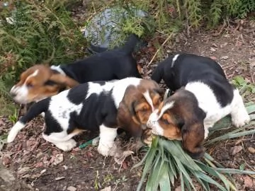 meravigliosi cuccioli di bassethound | Foto 2