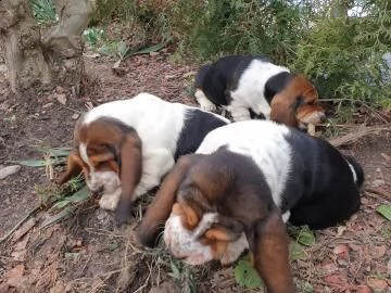 meravigliosi cuccioli di bassethound | Foto 0