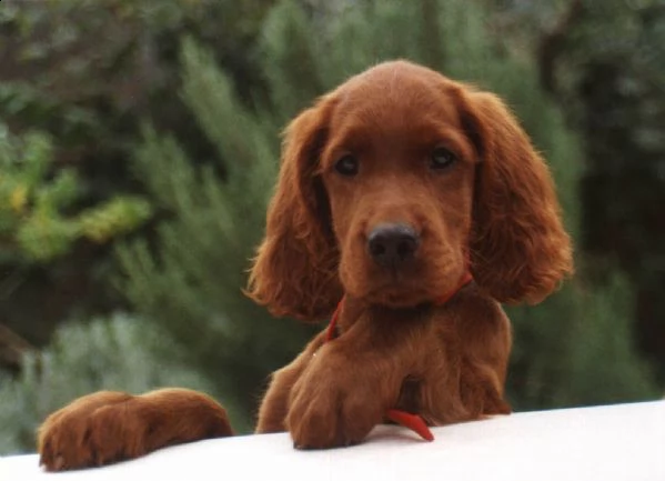 cuccioli di setter irlandese maschio e femmina