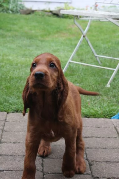 cuccioli di setter irlandese maschio e femmina | Foto 2