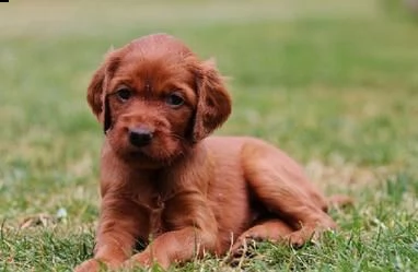 cuccioli di setter irlandese maschio e femmina | Foto 1