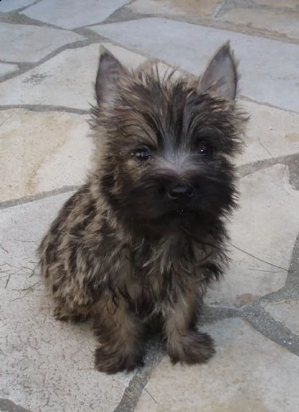 cuccioli di cairn terrier 