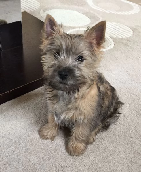 cuccioli di cairn terrier  | Foto 0