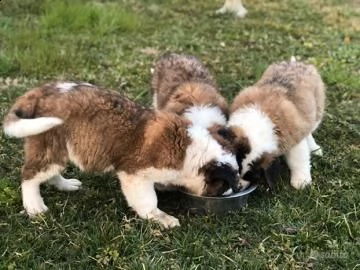 cuccioli san bernardo maschi e femmine