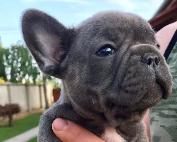 bulldog francese blu | Foto 0