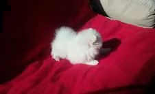 due pomeranian toy maschio e femmina bellissima