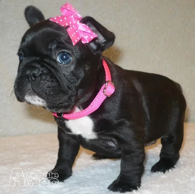 stupende cuccioli di bouledogue francese