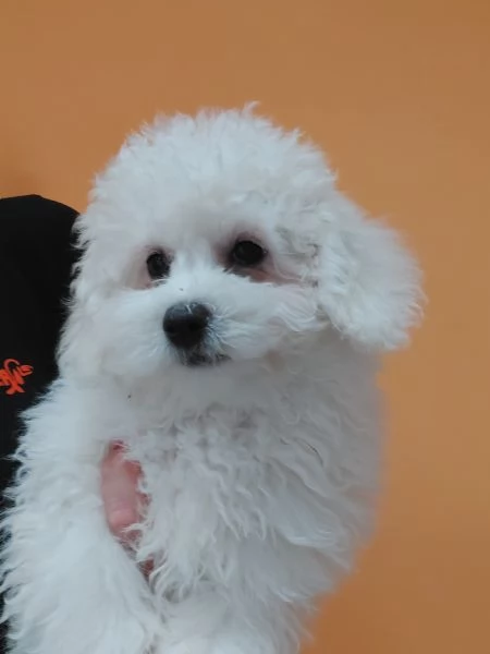 Bichon a pil fris | Foto 0