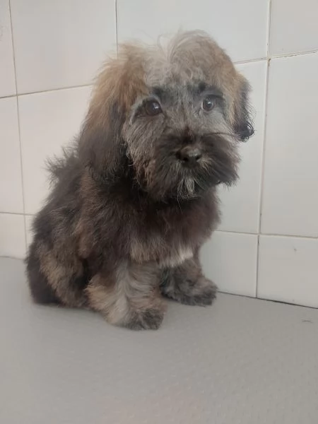 Bichon havanese | Foto 0