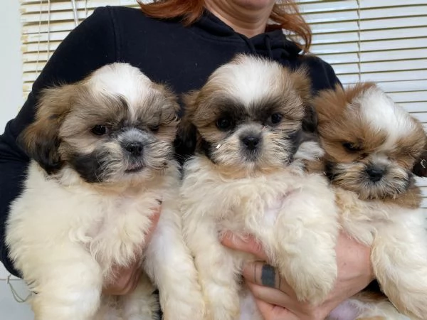 Shihtzu
