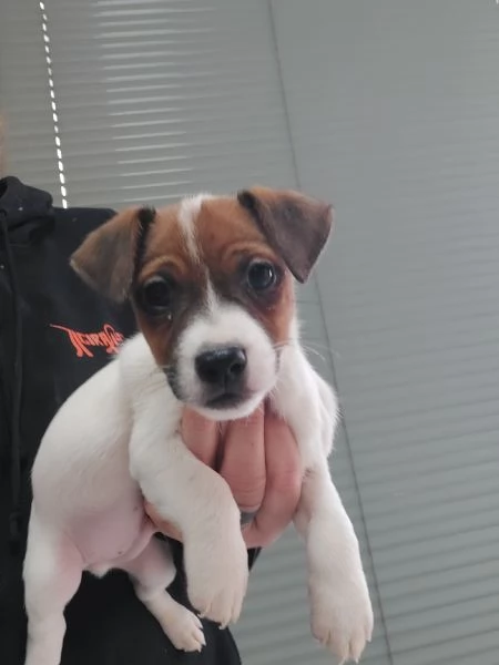 Jack russell terrier | Foto 0