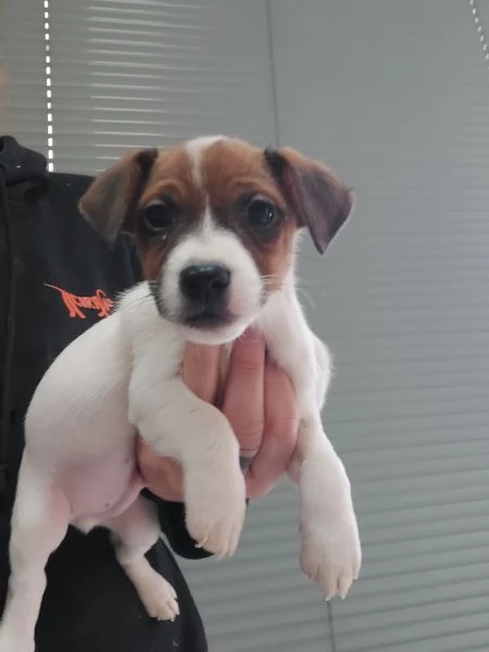 Jack russell terrier