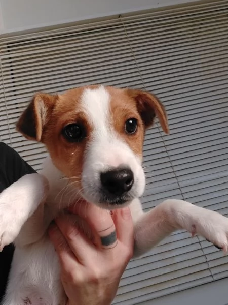 Jack russell terrier