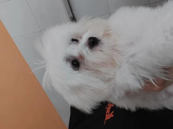 Maltese piccolissimo