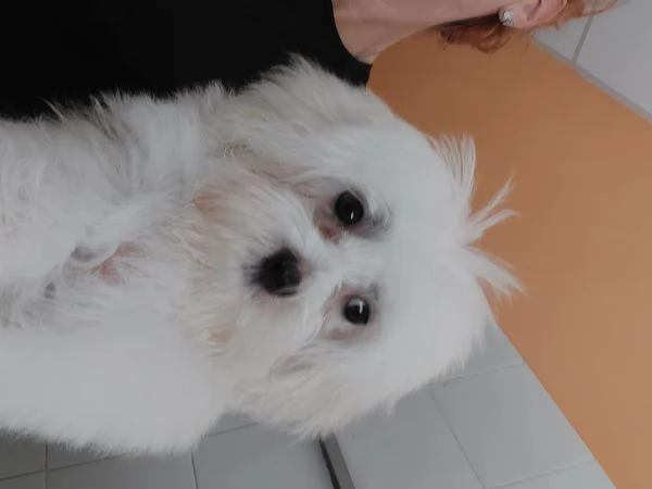 Maltese piccolissimo | Foto 0