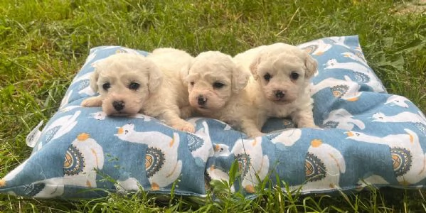 Cuccioli di bolonese