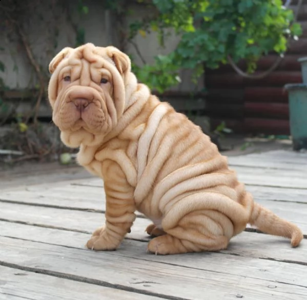 cuccioli sharpei  | Foto 1