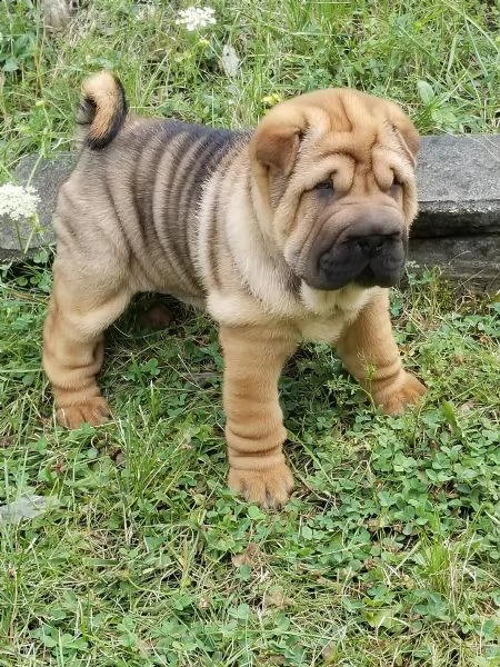 cuccioli sharpei  | Foto 0
