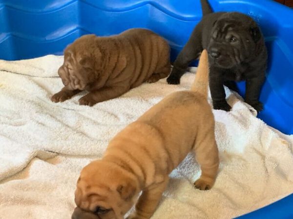 Vendita Shar Pei da Privato a Lecce cuccioli sharpei 17/09/2020