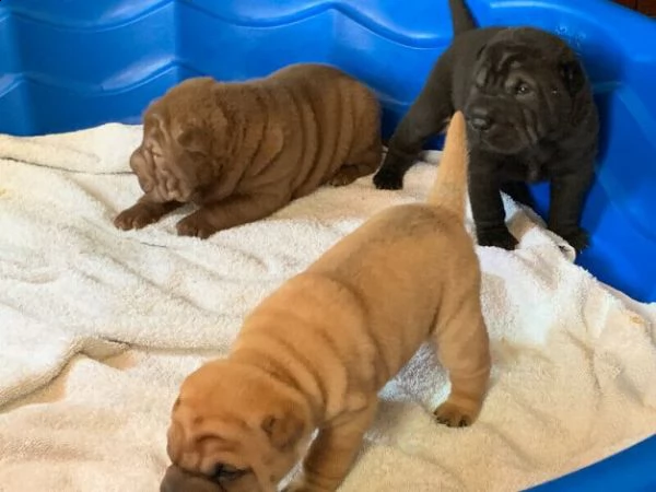 cuccioli sharpei 