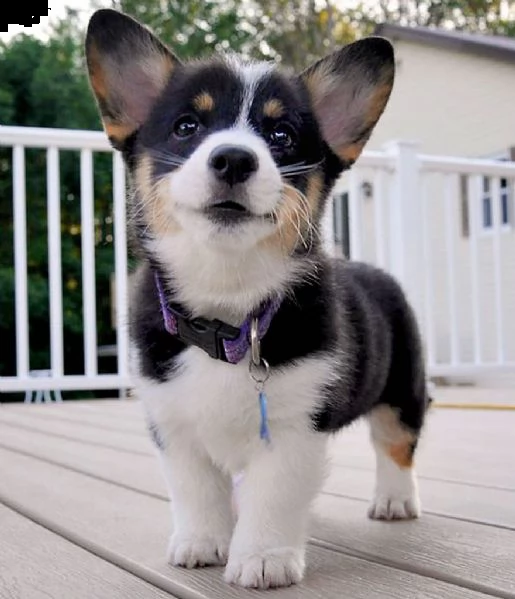cuccioli welsh corgi pembroke | Foto 0
