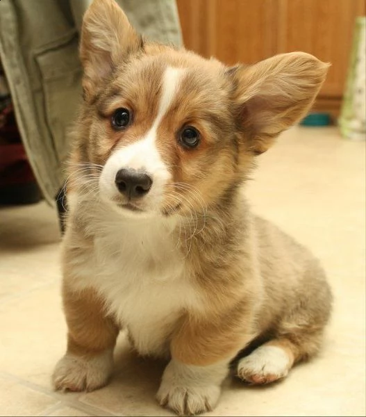 cuccioli welsh corgi pembroke
