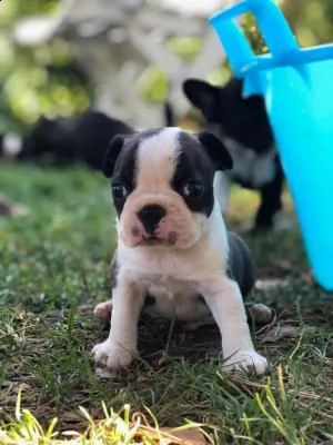 disponibili cuccioli di boston terrier  | Foto 1