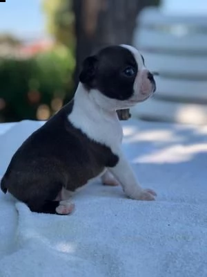 disponibili cuccioli di boston terrier  | Foto 0