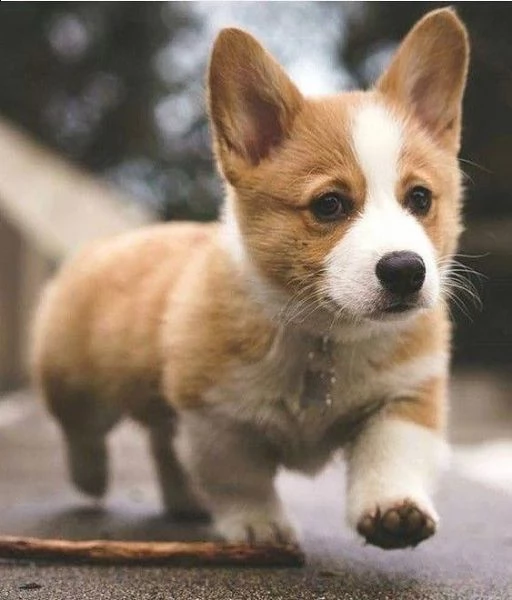 cuccioli pembroke welsh corgi