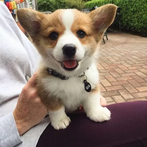 cuccioli pembroke welsh corgi | Foto 1