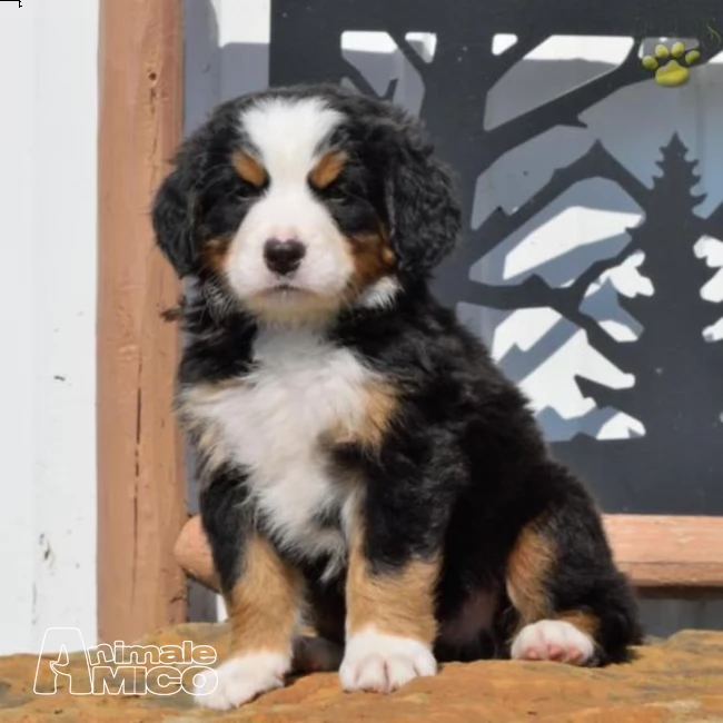 cuccioli bovaro del bernese con pedigree | Foto 0