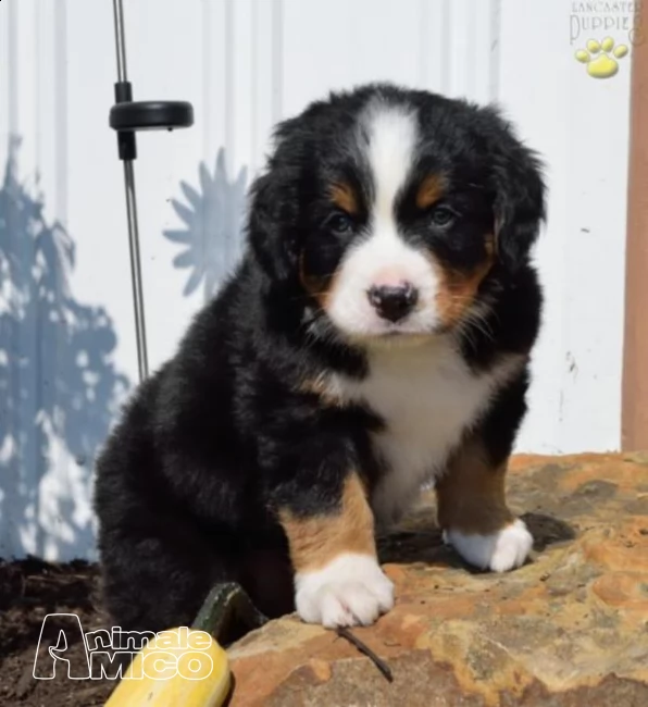 cuccioli bovaro del bernese con pedigree