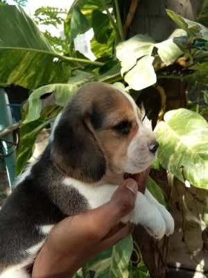 cuccioli di beagle con pedigree | Foto 0
