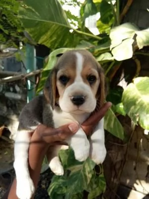 cuccioli di beagle con pedigree