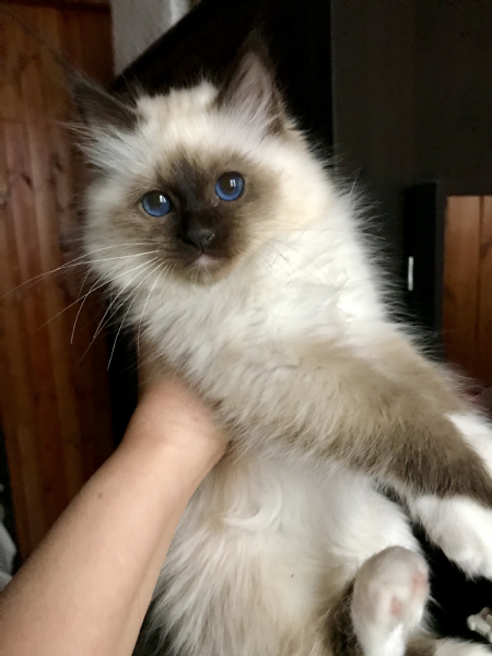 Vendita Cucciolo Sacro Di Birmania Da Privato A Cucciolo Di Gatto