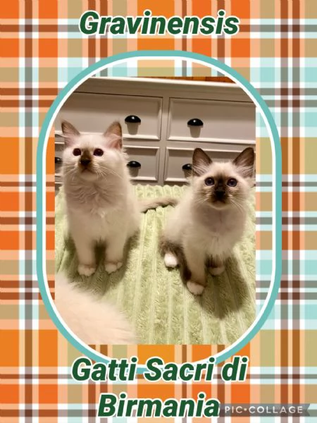 Cuccioli di gatto sacro di Birmania  | Foto 1