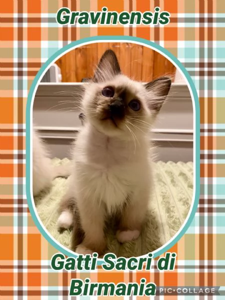 Cuccioli di gatto sacro di Birmania  | Foto 0