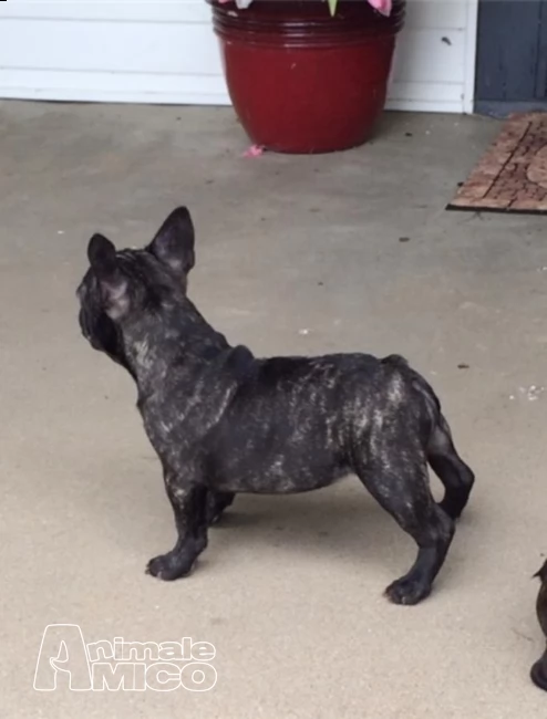 cuccioli di bouledogue francese | Foto 2