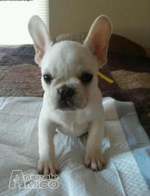 cuccioli di bouledogue francese