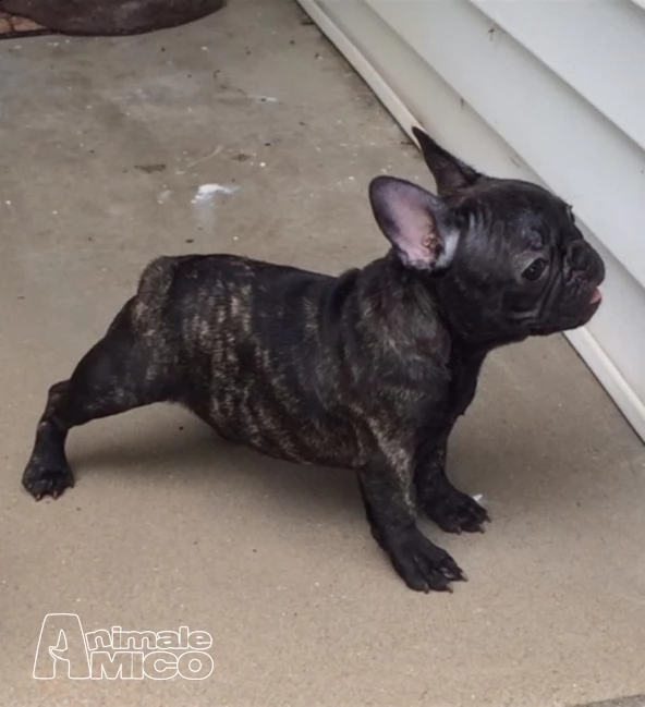 cuccioli di bouledogue francese | Foto 1