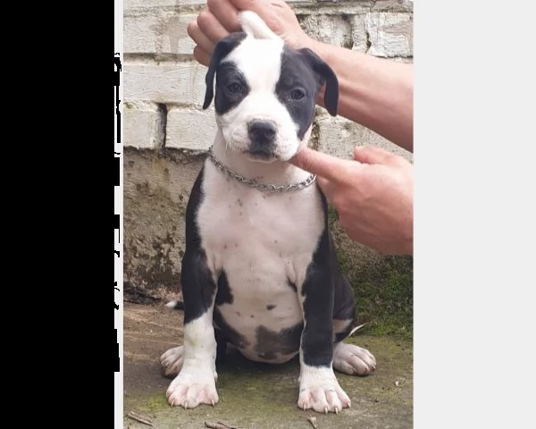 cuccioli pit bull | Foto 1