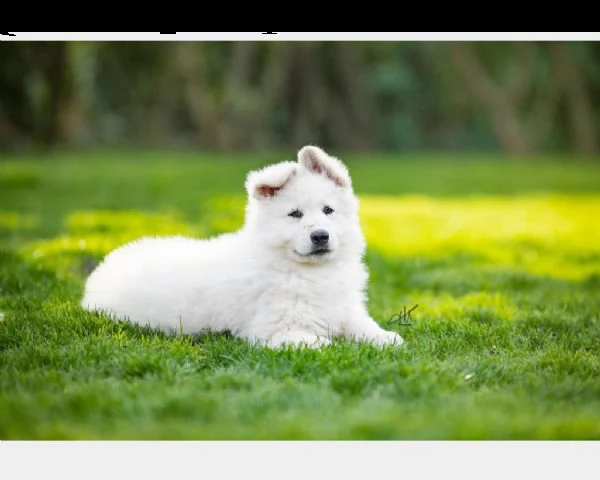 cucciolo di pastore svizzero bianco | Foto 1