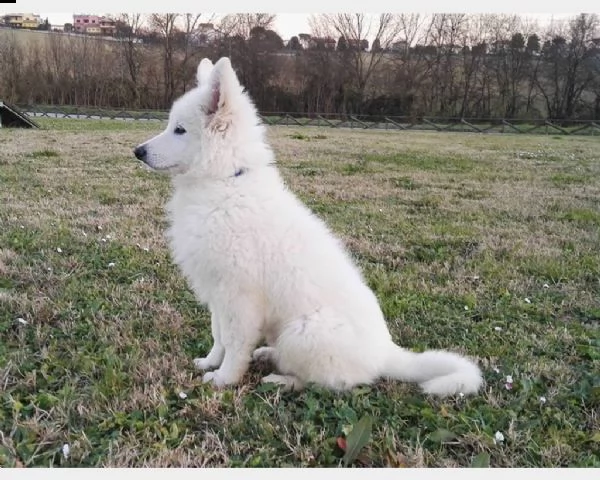 cucciolo di pastore svizzero bianco