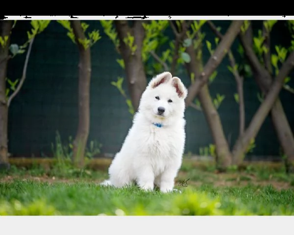 cucciolo di pastore svizzero bianco | Foto 0