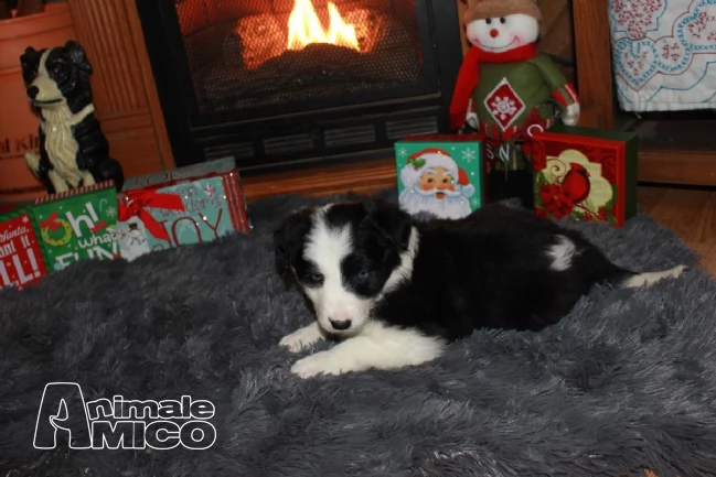 cuccioli bellissimi di border collie