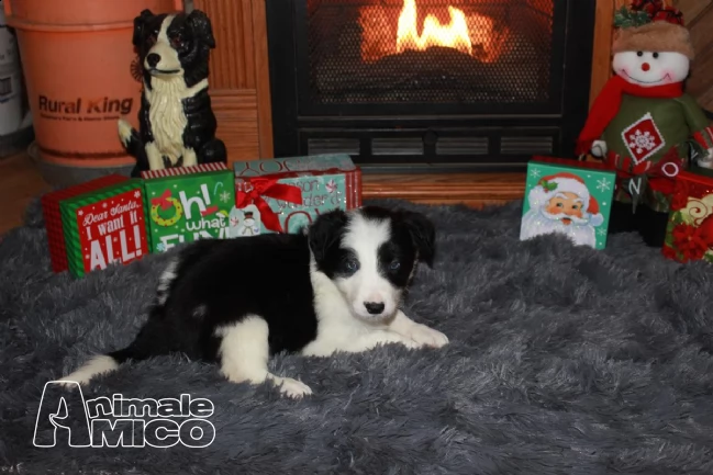 cuccioli bellissimi di border collie | Foto 1