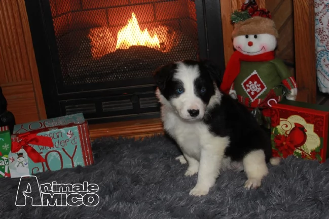 cuccioli bellissimi di border collie | Foto 0