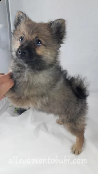 stupenda cucciolata di maltesi da appartemento | Foto 4